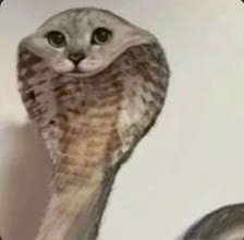 cobra_snake_with_cat_face_edited.jpg