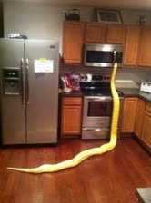 snake.jpg